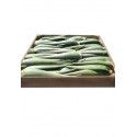 5 Kg Aloe Vera Fresh Leaves 10 years old
