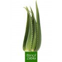 Aloe Vera Plant Live 2/3 years