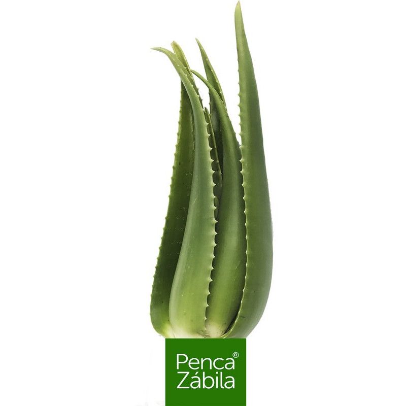 Planta Aloe Vera Viva Penca Zabila Ecologica