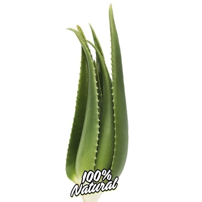 Aloe Vera Pflanze