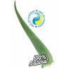 Frisches Blatt Aloe Vera Penca Zabila 20 Jahre