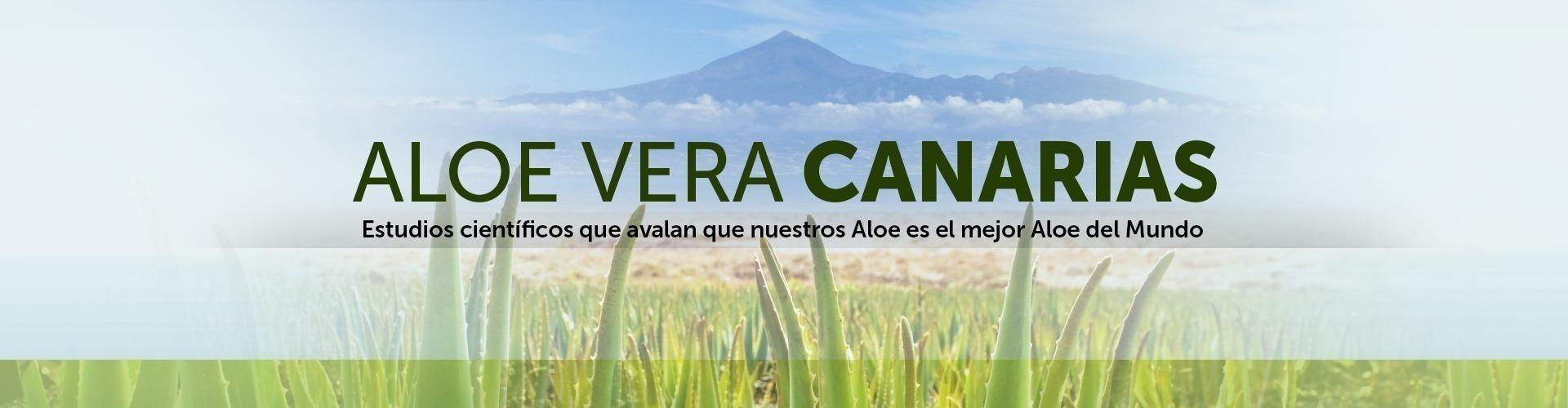 Aloe Vera de Canarias Penca Zabila