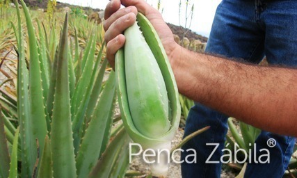 plantas aloe vera Penca Zabila Canarias