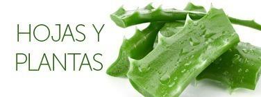 Aloe Vera Hojas Plantas Ecologicas Canarias Penca Zabila