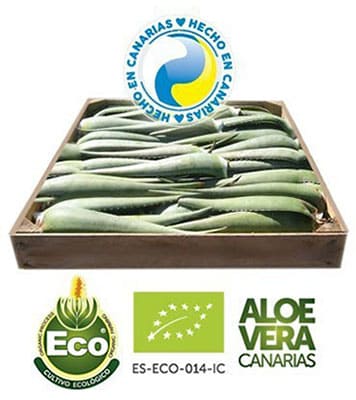 Venta de Hojas de aloe vera