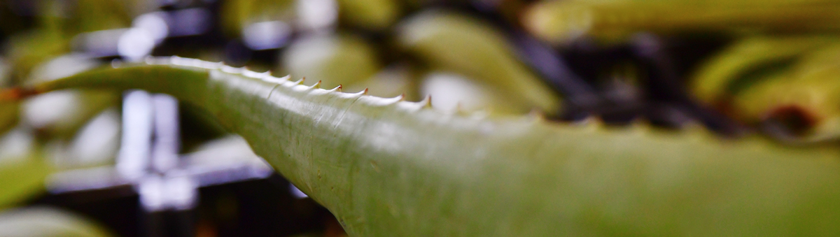 Venta de Hojas de aloe vera