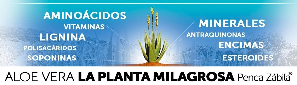 Aloe Vera Penca Zabila la Planta Milagrosa