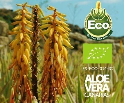 Canary Islands Aloe Vera Gel Juice Plants Leaves