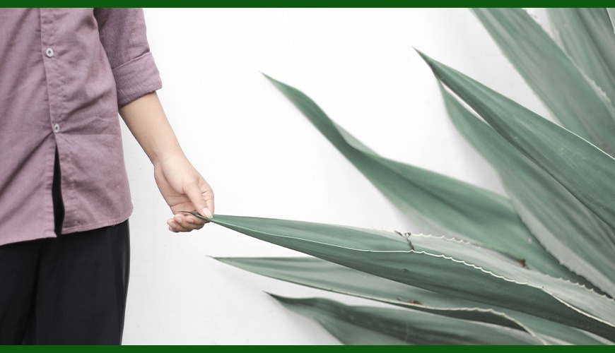 Beneficios del aloe vera para la piel