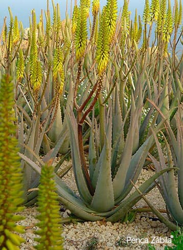 Aloe vera zabila, Penca Zabila