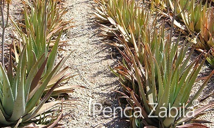 cultivo aloe vera canarias penca zabila