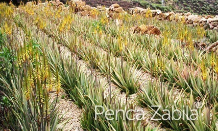 aloe-vera-Pflanzung-teneriffa-penca-zabila