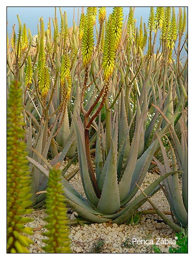 aloe vera plants penca zabila canary islands