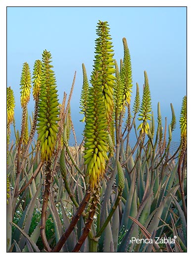 aloevera plants tenerife penca zabila