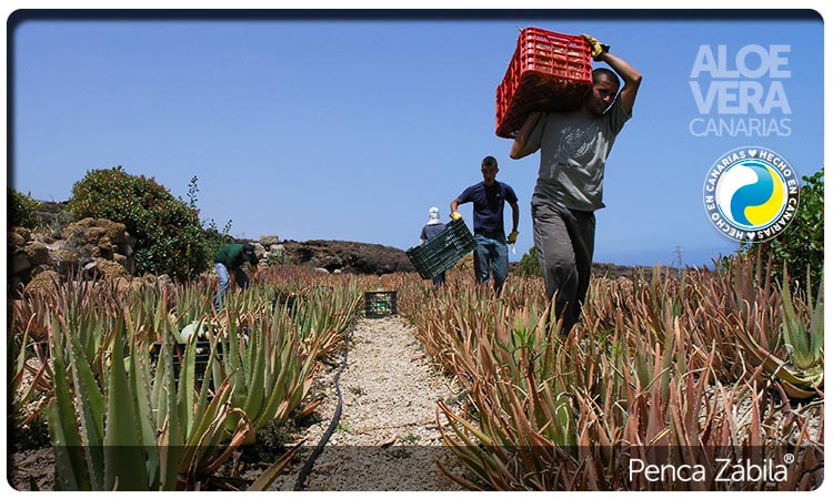 Transporte Hojas Aloe Penca Zabila