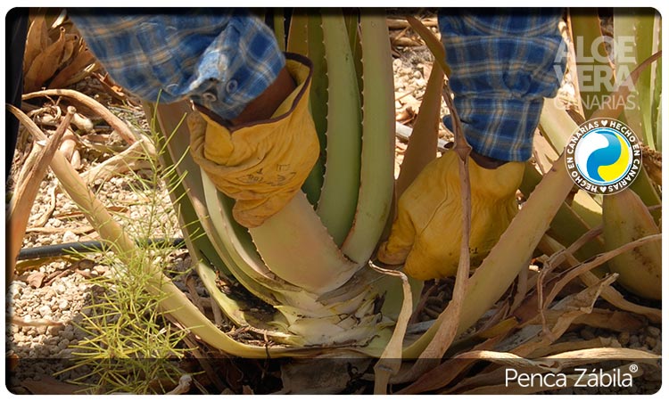 Plnatas Aloe Vera en Canarias