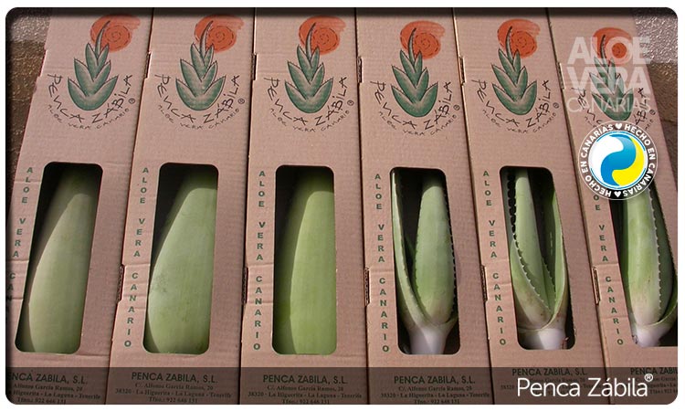 Canary Aloe vera Plants PZ