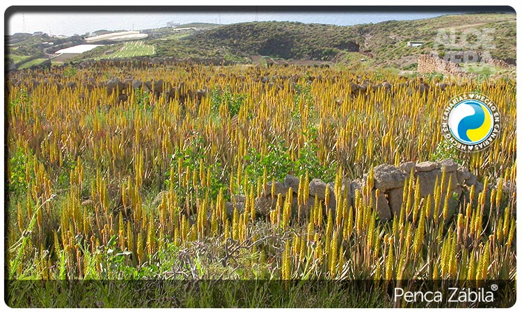 Fincas Aloe Penca Zabila en Flor