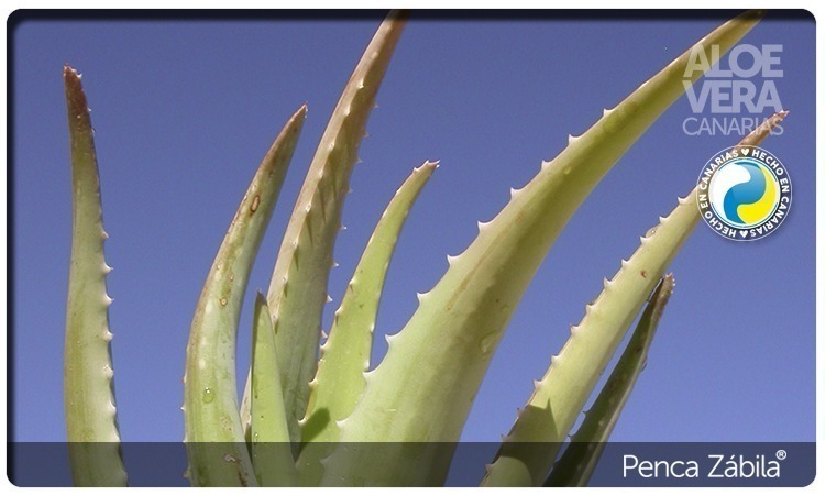 Aloe Ecological Plant