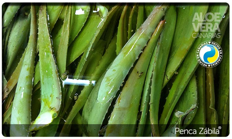 Lavado Hojas Aloe Penca Zabila Canarias