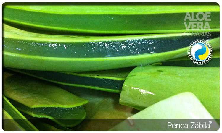 Leaves cutted Aloe Vera