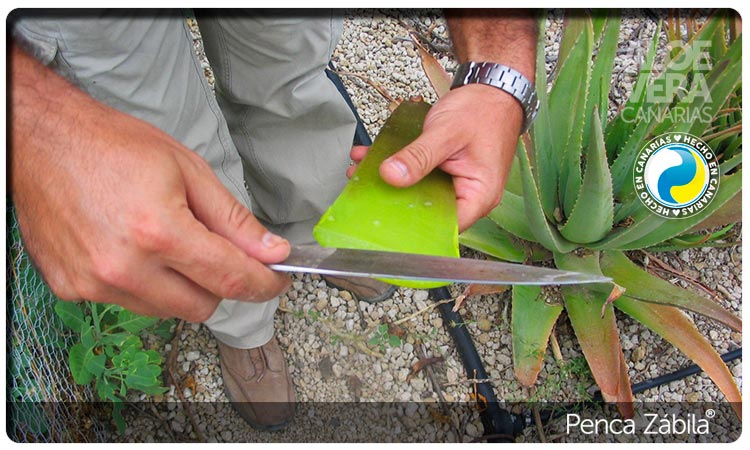 Corte Hojas Aloe Penca Zabila