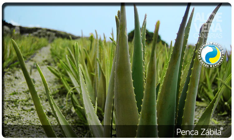 Aloe vera plant to make juice, Penca Zabila.