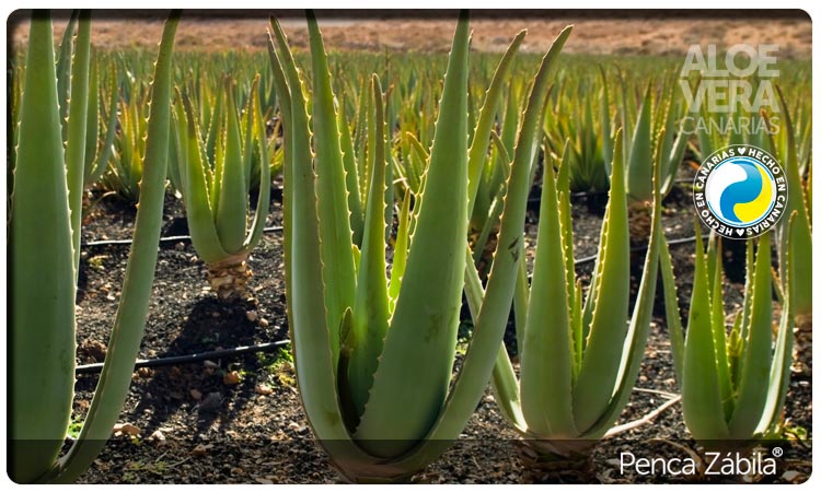 Plantas Aloe Vera Penca Zabila