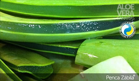 Zabila, categoria de aloe vera canario