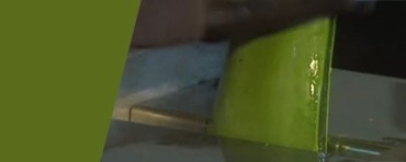 Aloe Vera Leaves factory cutted