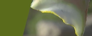  Aloe vera leaves