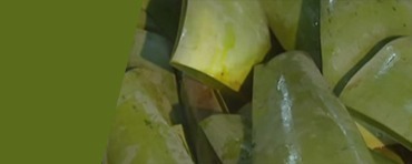 aloe-vera leaves cutted penca zabila