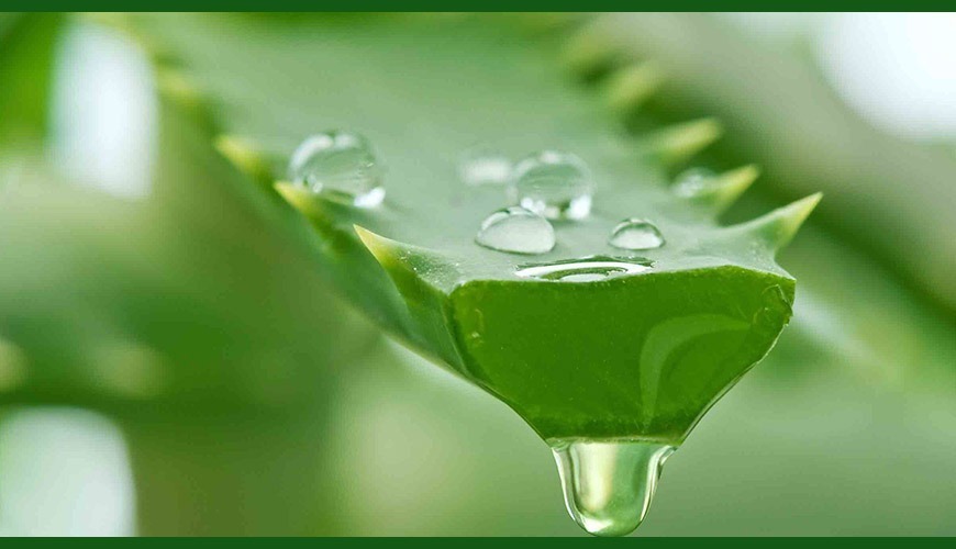 aloe vera succo benefici Succo di Aloe Vera Salugea Integratore 100% puro e biologico main image 0