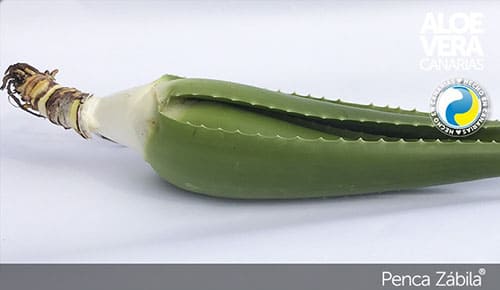 propiedades del aloe vera
