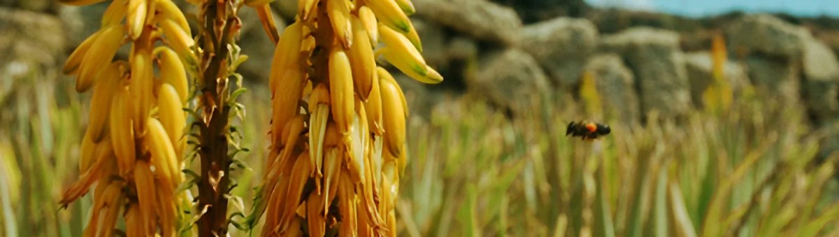 Aloe Vera Fresco, Puro y Natural de Canarias