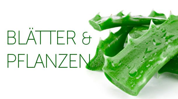 Bio-Aloe-Blätter und -Pflanzen