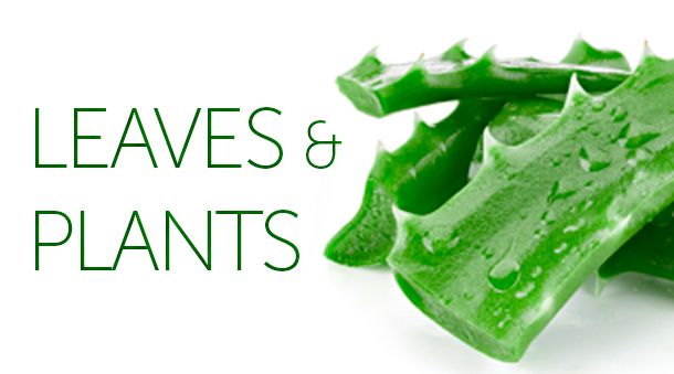 Organic Aloe Leaves and Plants