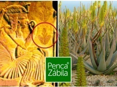 ALOE VERA, SALUD y BELLEZA MILENARIA