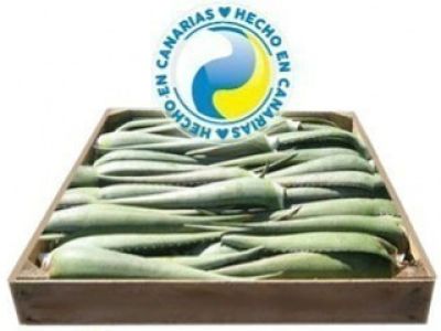 Propiedades y diversidad en los usos del aloe vera