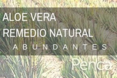 El Aloe Vera, remedio natural con abundantes usos