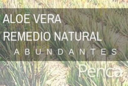 Aloe Vera, natural remedy with abundant uses