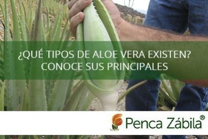 What types of aloe vera exist? Know its main features