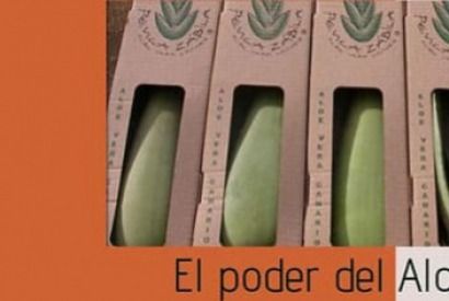 Aloe Vera: reiner Extrakt zur Zellregeneration